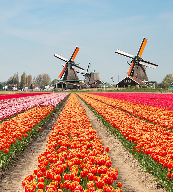KT - Windmill in a flower field