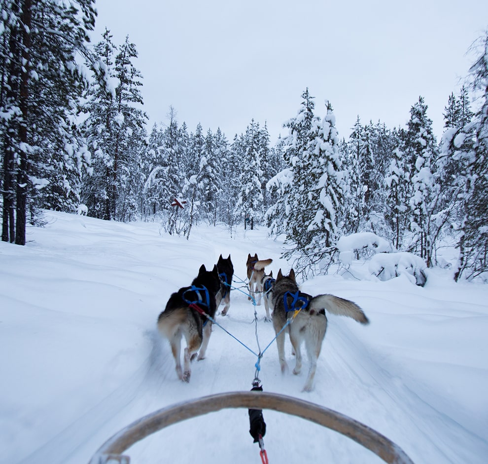 KT-Photo of husky pull a sled