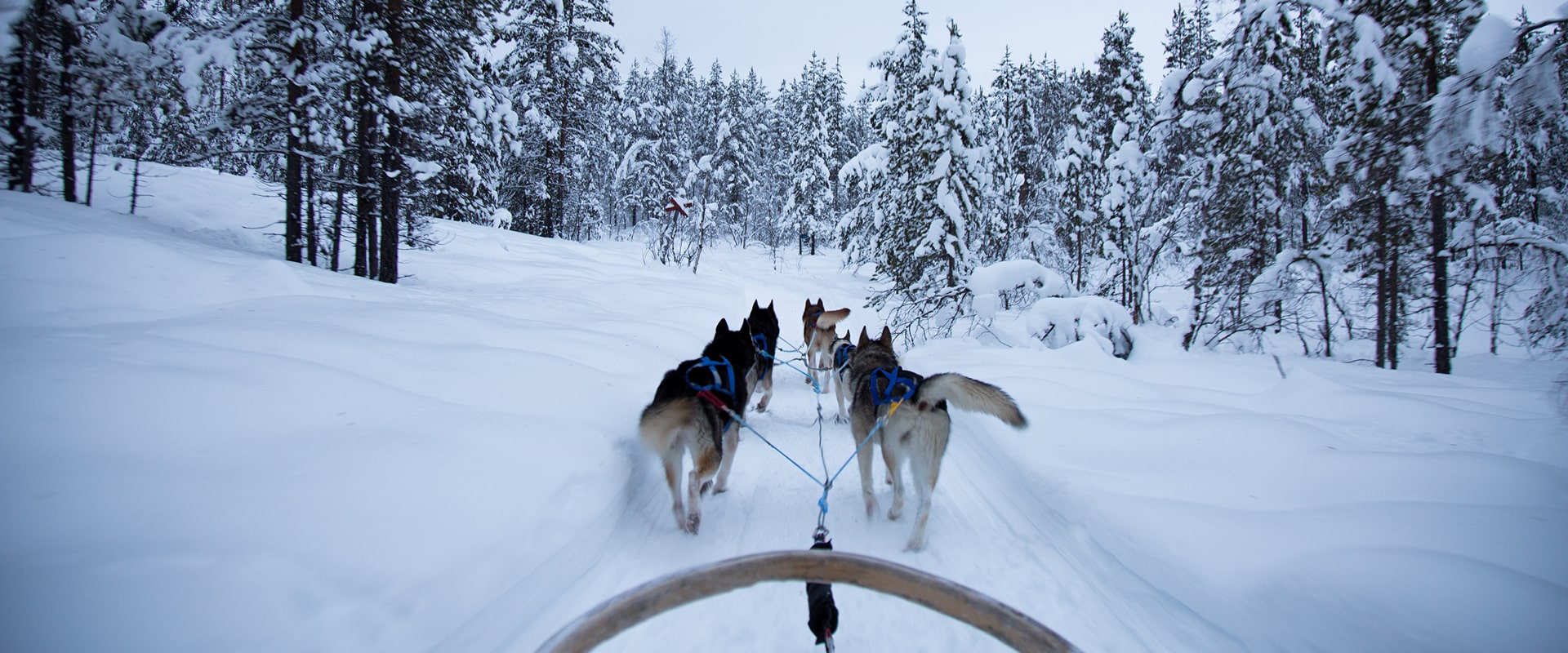KT-Photo of husky pull a sled