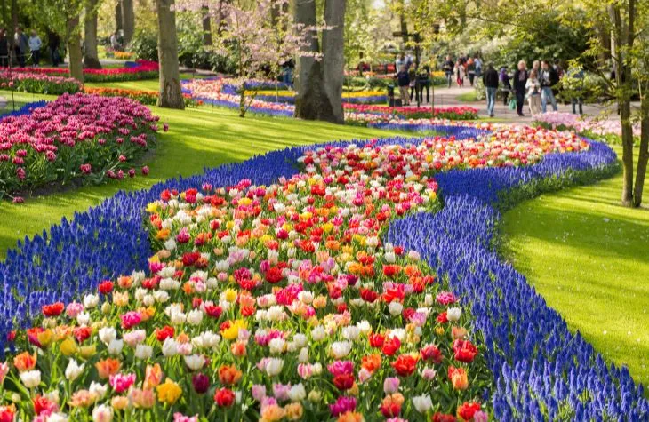 Tulip Bloom: The Wonder of The Netherlands