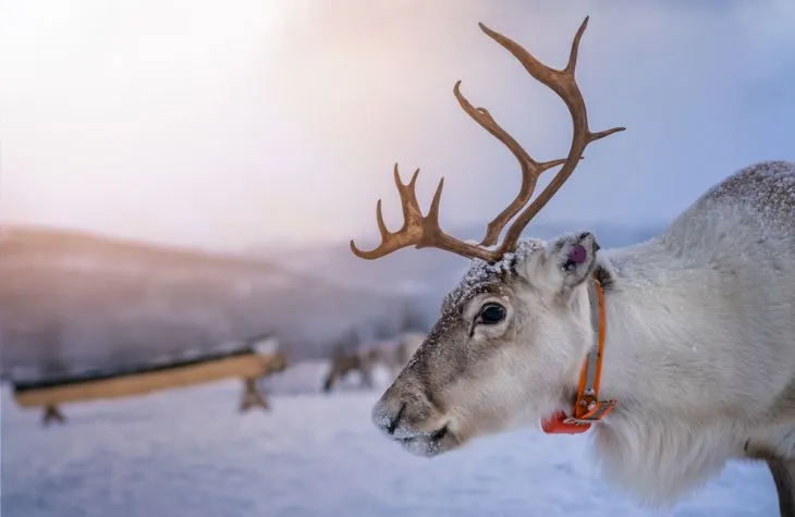 In Pursuit of the Aurora