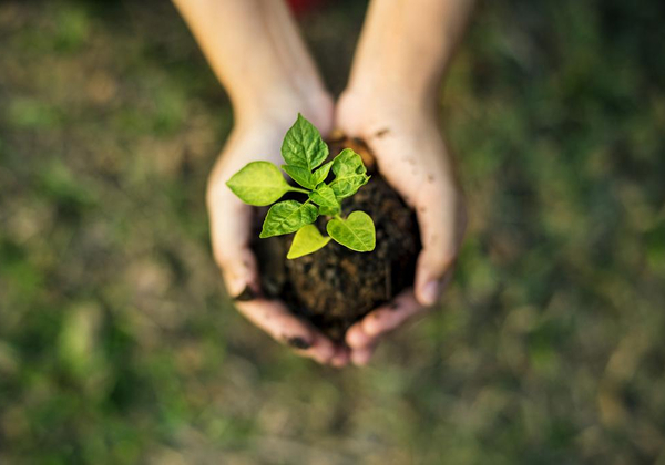 KT - Photo of a person holding a plant