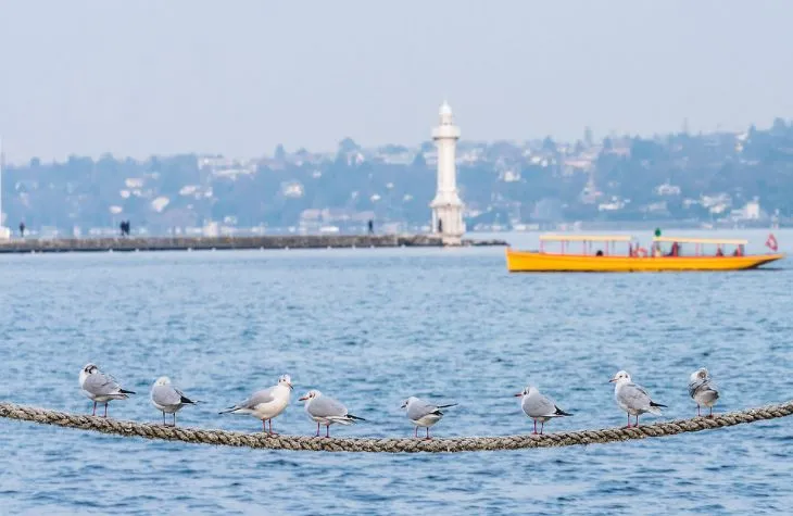 Explore Winter Wonderland in Geneva