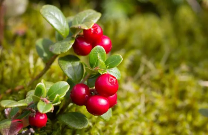 Ruska The Colours of Arctic Autumn