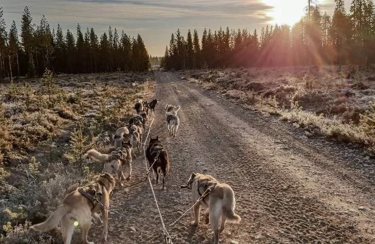 Ruska The Colours of Arctic Autumn
