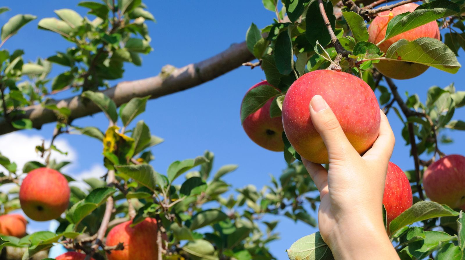 Hands harvesting apples on a sustainable farm visit, part of the local food programme on the Trentino Alto Adige itinerary