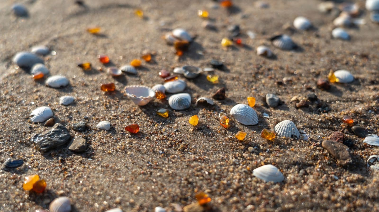 Pieces of Baltic amber on the sea coast of Lithuania’s Amber Coast.
