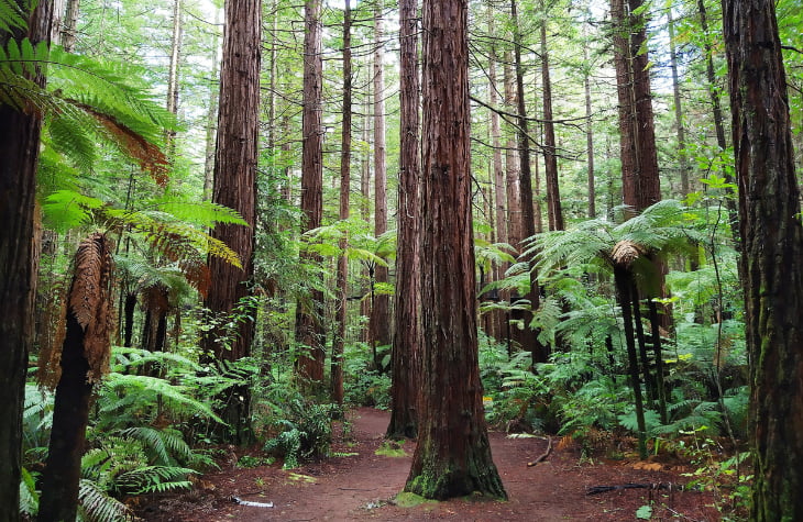 Rotorua Canopy Tours