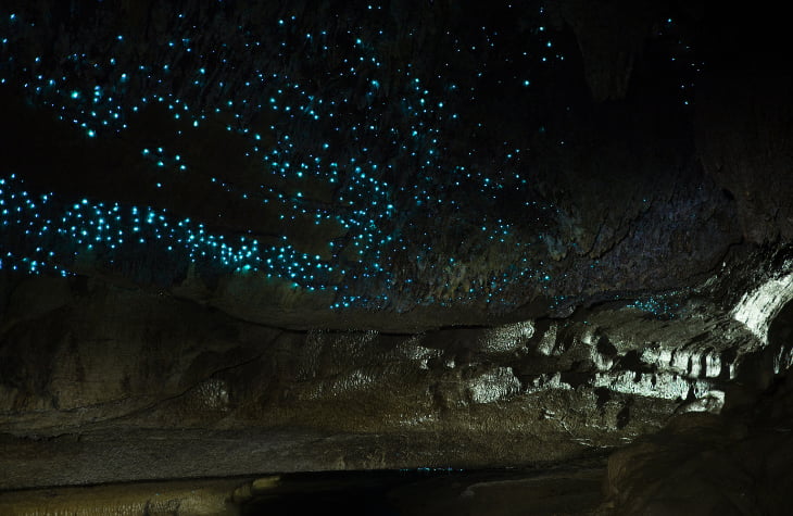 Waitomo Glowworm Caves