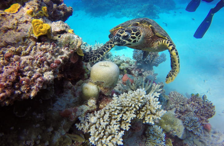 The Great Barrier Reef