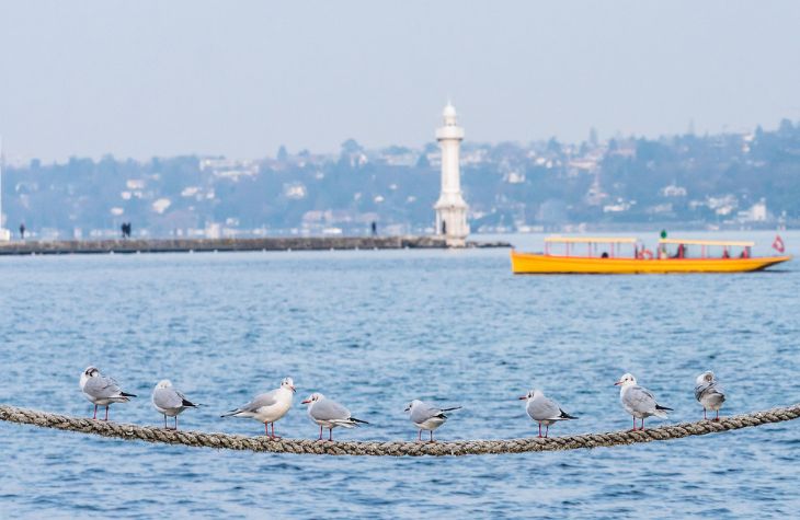 A group of birds on a rope