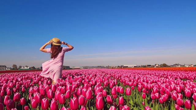 花開くチューリップ：オランダの素晴らしい魅力 